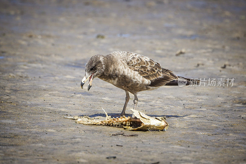 太平洋鸥(太平洋Larus pacificus)